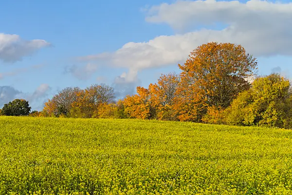 671017 - White mustard (Sinapis alba syn. Brassica alba)