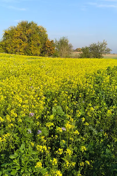671018 - White mustard (Sinapis alba syn. Brassica alba)