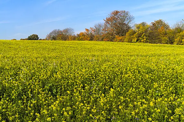 671019 - White mustard (Sinapis alba syn. Brassica alba)