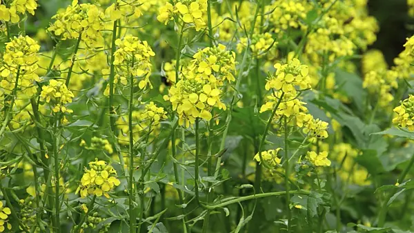 497151 - White mustard (Sinapis alba syn. Brassica alba) and bumble bee (Bombus)