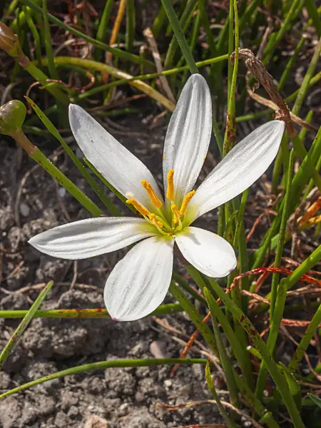 405076 - White rain lily (Zephyranthes candida)