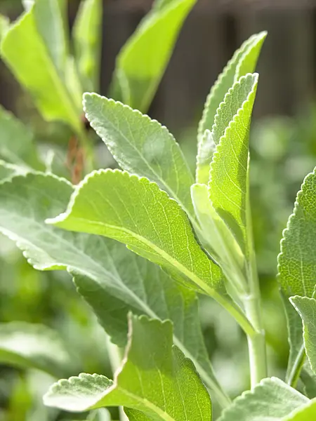 426158 - White sage (Salvia apiana)