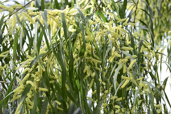 529228 - White sally wattle (Acacia floribunda)