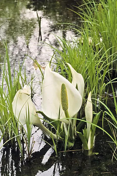 389028 - White skunk cabbage (Lysichiton camtschatcensis)