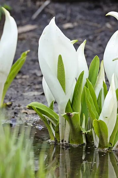 483152 - White skunk cabbage (Lysichiton camtschatcensis)