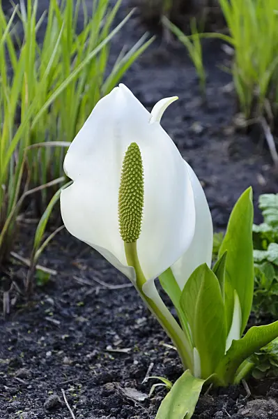 483190 - White skunk cabbage (Lysichiton camtschatcensis)