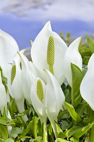 531184 - White skunk cabbage (Lysichiton camtschatcensis)