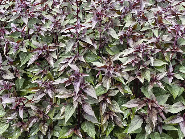 427076 - White snakeroot (Ageratina altissima 'Chocolate' syn. Eupatorium rugosum 'Chocolate')