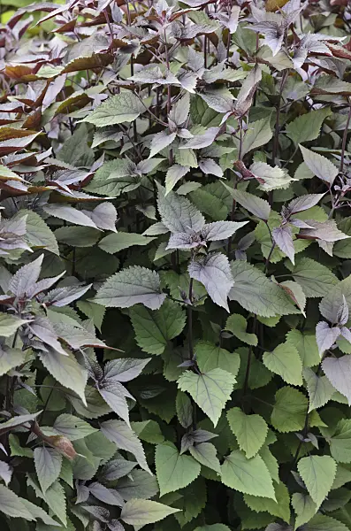 522064 - White snakeroot (Ageratina altissima 'Chocolate' syn. Eupatorium rugosum 'Chocolate')