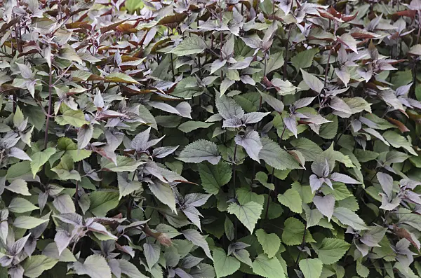 522065 - White snakeroot (Ageratina altissima 'Chocolate' syn. Eupatorium rugosum 'Chocolate')