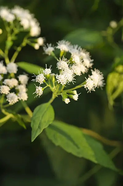 488137 - White snakeroot (Ageratina altissima syn. Eupatorium rugosum)