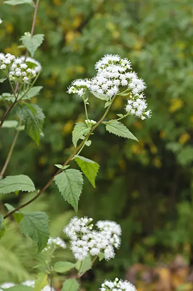 488138 - White snakeroot (Ageratina altissima syn. Eupatorium rugosum)