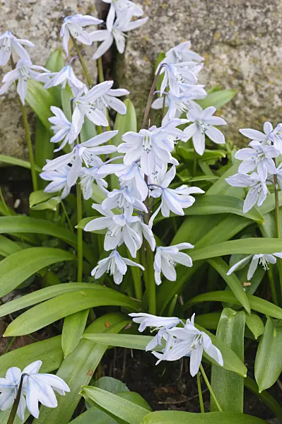 470053 - White squill (Scilla mischtschenkoana)
