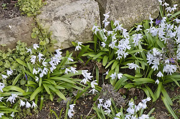 470054 - White squill (Scilla mischtschenkoana)