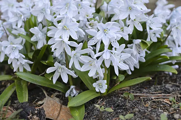 494052 - White squill (Scilla mischtschenkoana)