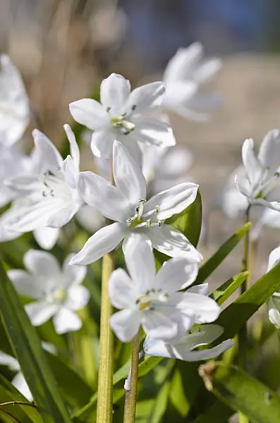 494081 - White squill (Scilla mischtschenkoana)