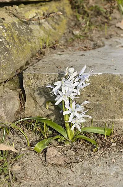 494089 - White squill (Scilla mischtschenkoana)