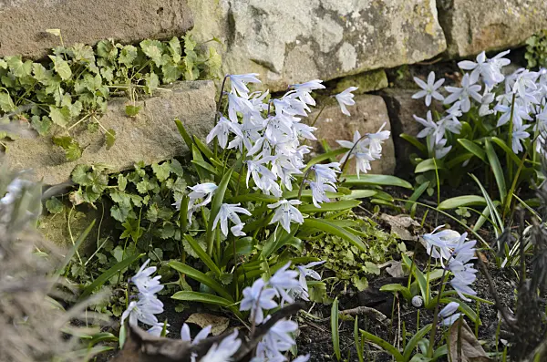 494090 - White squill (Scilla mischtschenkoana)