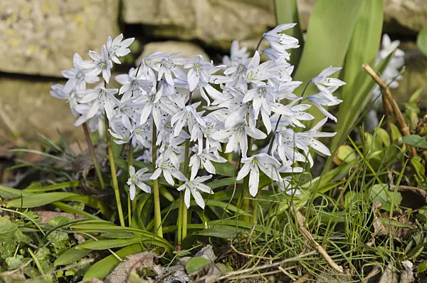494091 - White squill (Scilla mischtschenkoana)