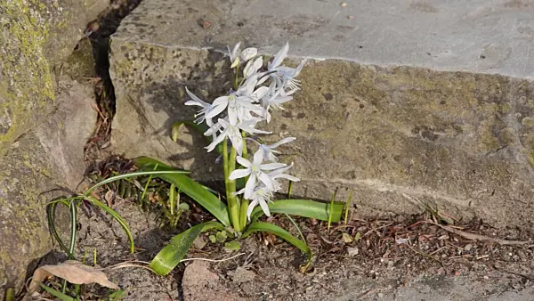 494114 - White squill (Scilla mischtschenkoana)