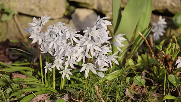 494116 - White squill (Scilla mischtschenkoana)
