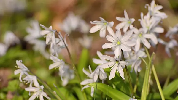 506039 - White squill (Scilla mischtschenkoana)