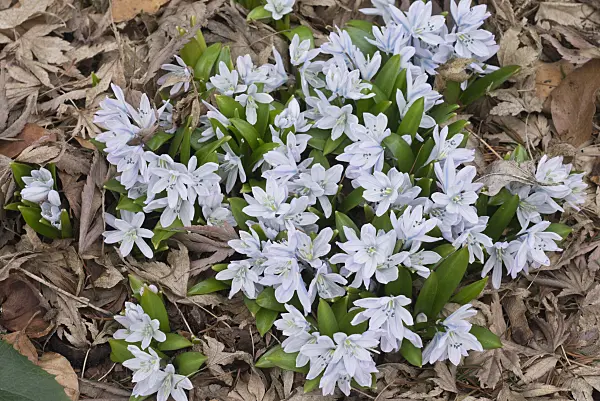 566084 - White squill (Scilla mischtschenkoana)
