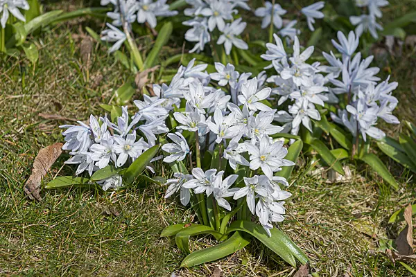 651519 - White squill (Scilla mischtschenkoana)