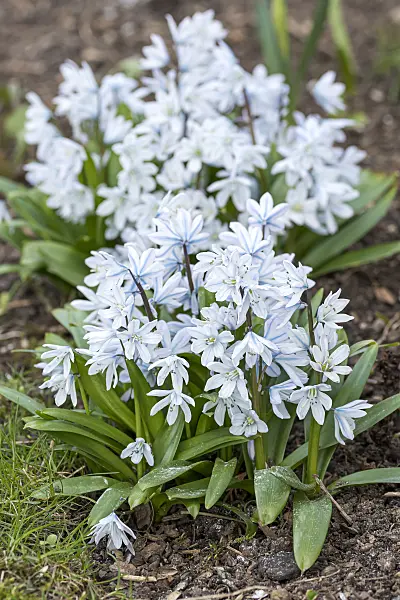 651520 - White squill (Scilla mischtschenkoana)