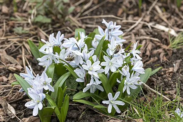651521 - White squill (Scilla mischtschenkoana)