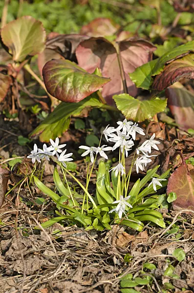 506037 - White squill (Scilla mischtschenkoana) and Bergenia