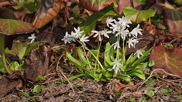 506040 - White squill (Scilla mischtschenkoana) and Bergenia