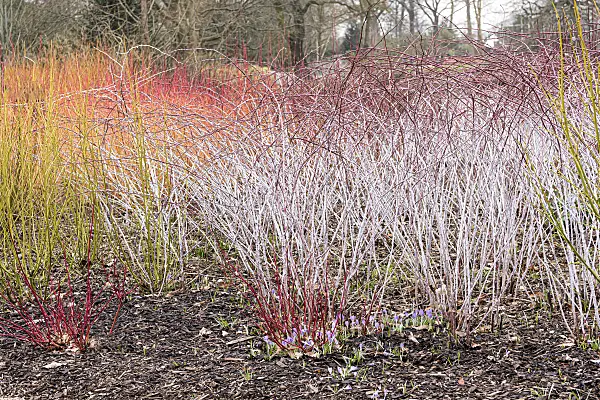 625359 - White-stemmed bramble (Rubus cockburnianus) and red osier dogwood (Cornus sericea 'Budd's Yellow' syn. Cornus stolonifera 'Budd's Yellow')