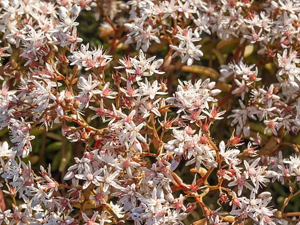 415010 - White stonecrop (Sedum album)