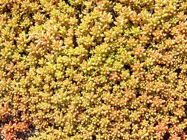 439112 - White stonecrop (Sedum album 'Coral Carpet')