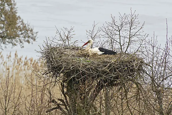555020 - White stork (Ciconia ciconia) in its nest
