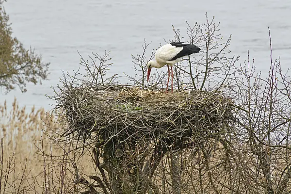 555022 - White stork (Ciconia ciconia) in its nest