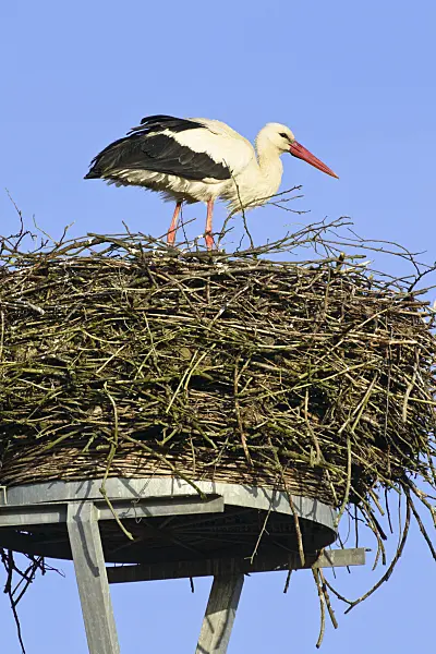 555002 - White stork (Ciconia ciconia) is standing in his nest in front of blue sky and is looking out