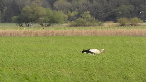 507152 - White stork (Ciconia ciconia) on a flood meadow, Lower Oder Valley National Park, Germany