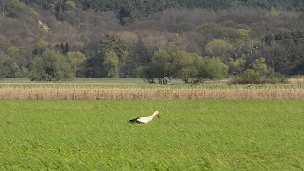 507154 - White stork (Ciconia ciconia) on a flood meadow, Lower Oder Valley National Park, Germany