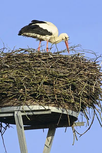 555003 - White stork (Ciconia ciconia) stands in his nest in front of blue sky and sorts branches
