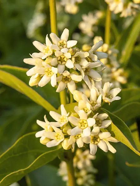 425055 - White swallowwort (Vincetoxicum hirundinaria)