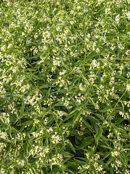448112 - White swallowwort (Vincetoxicum hirundinaria)