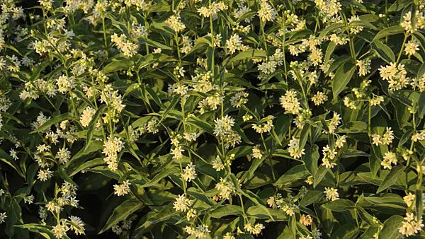 496135 - White swallowwort (Vincetoxicum hirundinaria)
