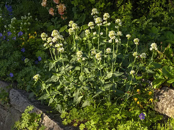 438197 - White valerian (Centranthus ruber 'Albus')
