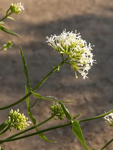 461098 - White valerian (Centranthus ruber 'Albus')
