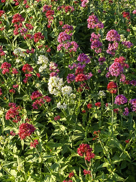 438226 - White valerian (Centranthus ruber 'Albus') and red valerian (Centranthus ruber 'Coccineus')