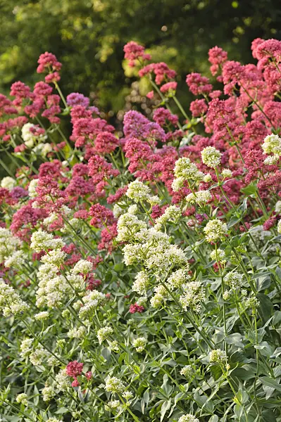 485110 - White valerian (Centranthus ruber 'Albus') and red valerian (Centranthus ruber 'Coccineus')