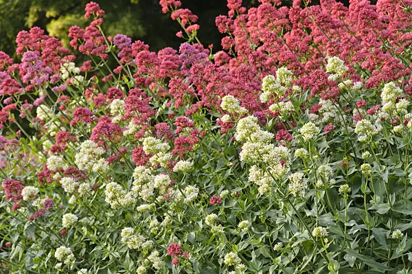 485111 - White valerian (Centranthus ruber 'Albus') and red valerian (Centranthus ruber 'Coccineus')
