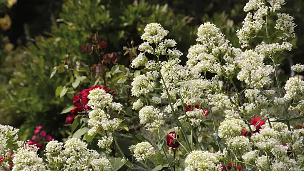 497234 - White valerian (Centranthus ruber 'Albus') and roses (Rosa)